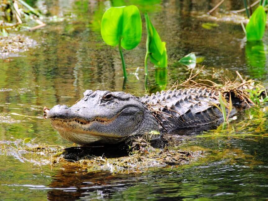 Everglades Experience